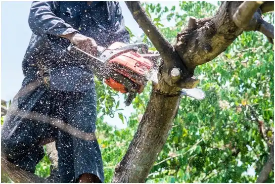 tree services Villalba